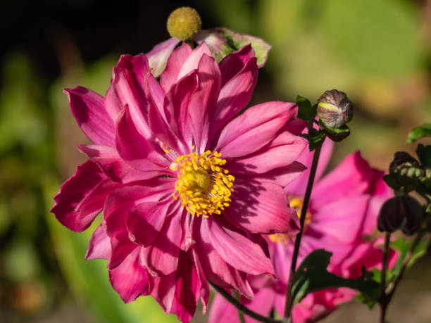 Beautiful and attractive shot of large, semi-double, rose pink flowers with golden-yellow stamens of variety of Japanese Anemone or windflower (Anemone hupehensis 'Prinz Heinrich' Beautiful and attractive shot of large, semi-double, rose pink flowers with golden-yellow stamens of variety of Japanese Anemone or windflower (Anemone hupehensis 'Prinz Heinrich' in early autumn japanese anemone windflower flower anemone flower stock pictures, royalty-free photos & images