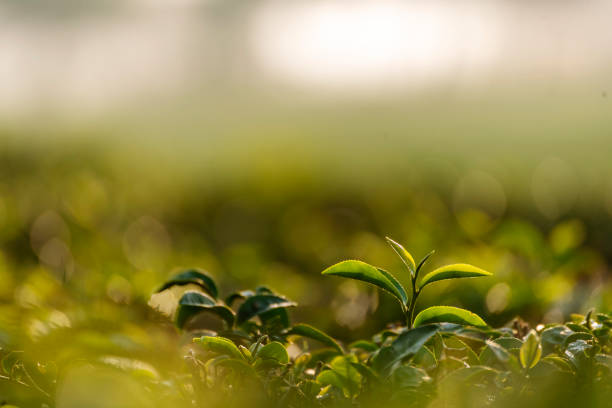 grüner teebaum blätter feld junge zarte knospe kräuter grüner teebaum in camellia sinensis bio-farm. nahaufnahme fresh tree teeplantagen berg grüne natur in kräuterfarm pflanze hintergrund morgen - picking crop harvesting scenics stock-fotos und bilder