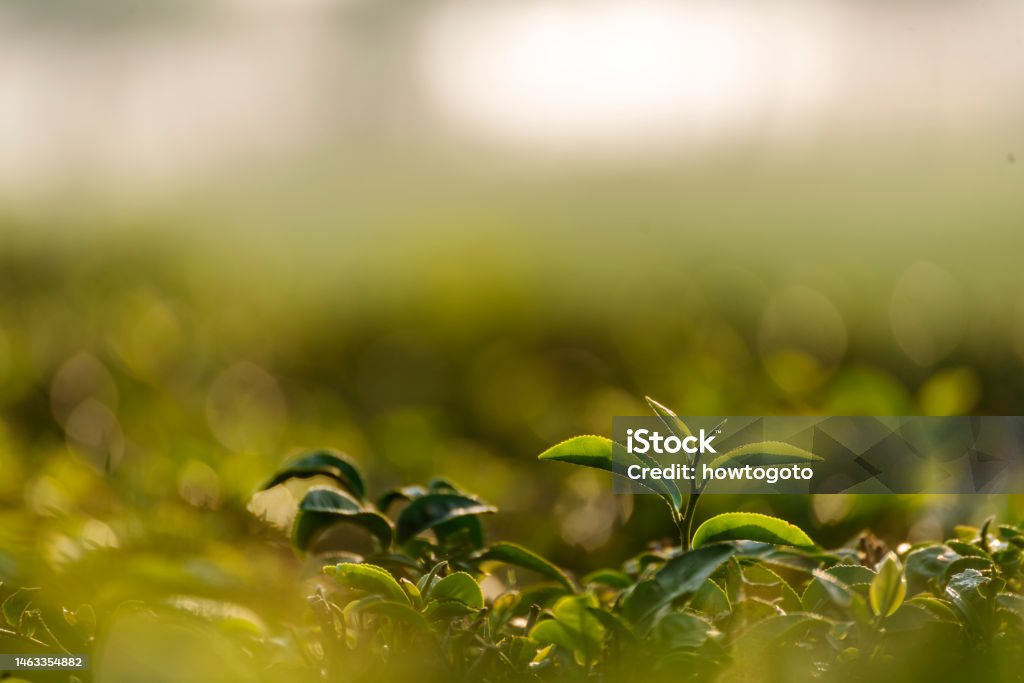 Green tea tree leaves field young tender bud herbal Green tea tree in camellia sinensis organic farm. Close up Fresh Tree tea plantations mountain green nature in herbal farm plant background morning Dried Tea Leaves Stock Photo