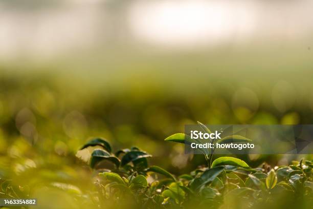 Green Tea Tree Leaves Field Young Tender Bud Herbal Green Tea Tree In Camellia Sinensis Organic Farm Close Up Fresh Tree Tea Plantations Mountain Green Nature In Herbal Farm Plant Background Morning Stock Photo - Download Image Now