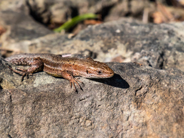 istock Viviparous lizard or common lizard (Zootoca vivipara) with detached tail sunbathing in the brigth sun on rock. Detailed view of head and eye 1463354892