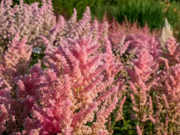 Photo of Hybrid Astilbe, False Spirea (Astilbe x arendsii) 'Elizabeth Bloom' blooming with feathery, soft-pink plumes of flowers, over a compact mound of lacy green leaves