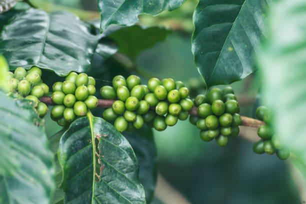 café fresco crudo grano de hoja verde arbusto ecología planta de bayas. planta de bayas de grano de café verde semilla cruda fresca crecimiento de árbol de café eco granja orgánica. cerrar semillas verdes bayas cosecha arábica jardín de café - kona coffee fotografías e imágenes de stock