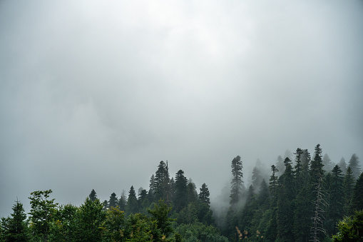 Mystery fog over the woods in the mountains