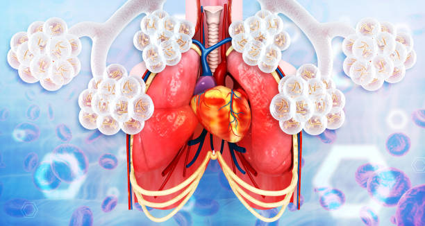 ヒト肺胞体 - human lung tuberculosis bacterium emphysema human trachea ストックフォトと画像