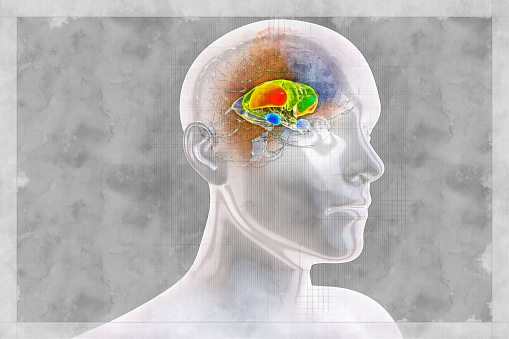 Anatomía del cuerpo estriado dorsal del cerebro, ilustración 3D en estilo boceto photo