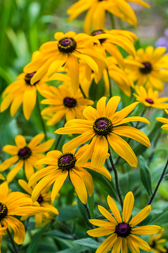 Yellow flowers of Rudbeckia. Flower of Rudbeckia fulgida, the orange coneflower or perennial coneflower. Rudbeckia hirta Maya. High quality photo