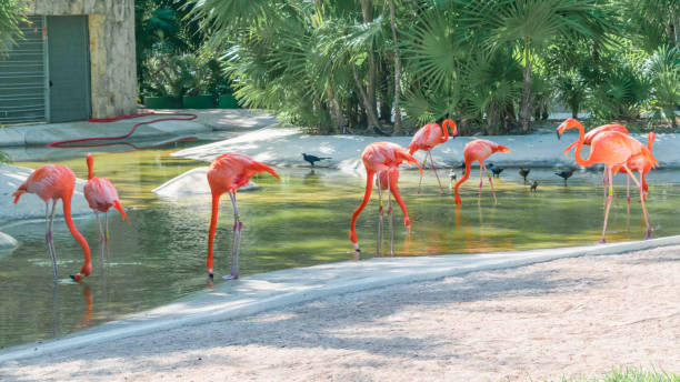 istock Flamingos in captivity close up 1463361140