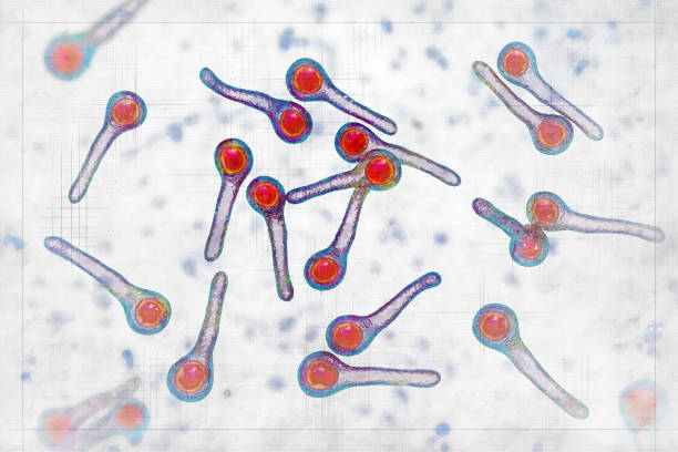 Clostridium tetani bacteria Clostridium tetani bacteria, the causative agent of tetanus, 3D illustration in sketch style clostridium tetani stock pictures, royalty-free photos & images