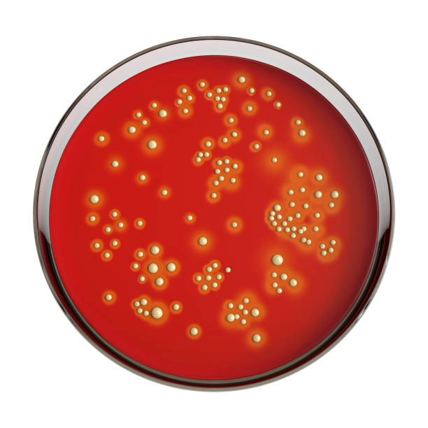 박테리아 황색 포도상 구균, 3d 그림 - bacterium staphylococcus colony epidemic 뉴스 사진 이미지