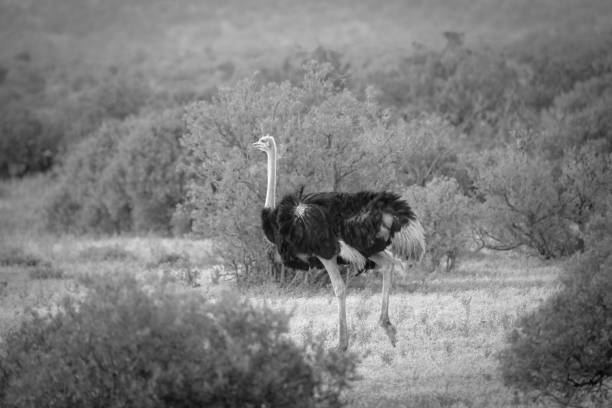 istock Ostrich in the wild black and white 1463361206