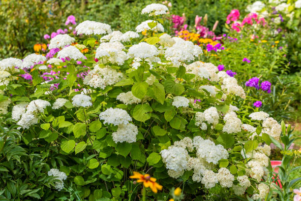 Hydrangea, Annabelle Smooth Hydrangea. Hydrangea arborescens 'Annabelle' stock photo