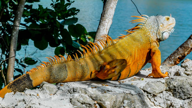 istock Big iguana in the wild close up 1463361283