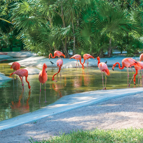 istock Flamingos in captivity close up 1463361465