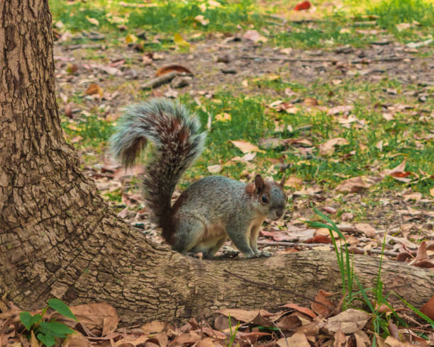 istock Close up of a squirrel in chapultepec mexico 1463361501