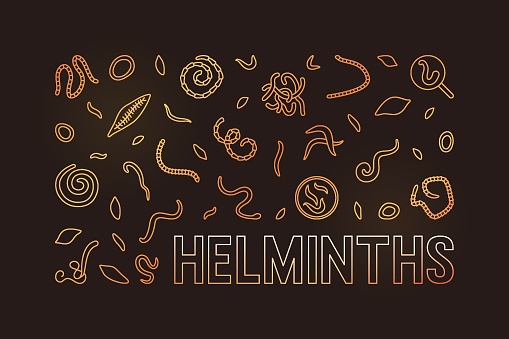 Helminths vector concept brown horizontal illustration or banner with Helminth line signs on dark background