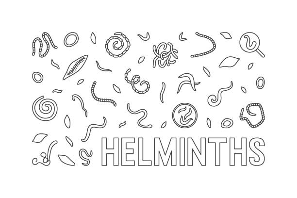helminthen vektorkonzept minimale horizontale illustration oder banner - parasit stock-grafiken, -clipart, -cartoons und -symbole