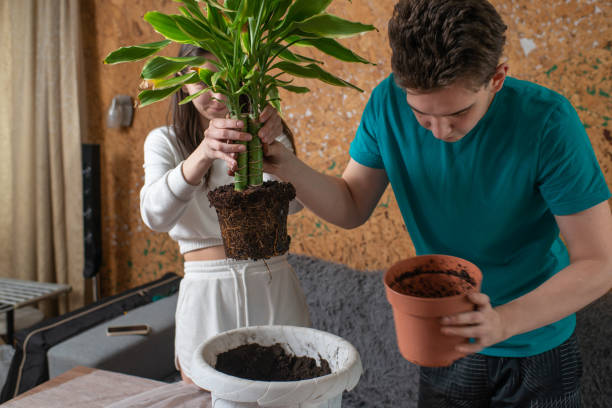 istock a couple transplants a flower into a new pot 1463368314