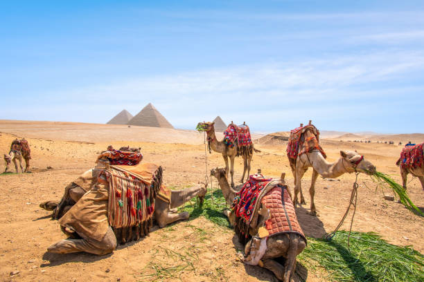 верблюды едят в пирамидах гизы, некрополь гизы, египет - pyramid pyramid shape egypt sunset стоковые фото и изображения
