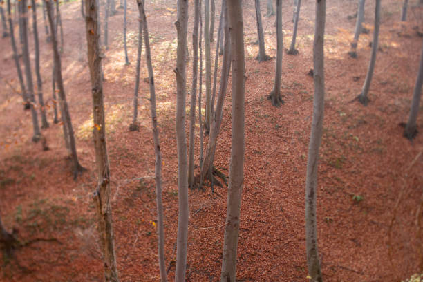 Forest path winding through tall trees, covered with fallen autumn leaves, immersed in a thick, mysterious fog