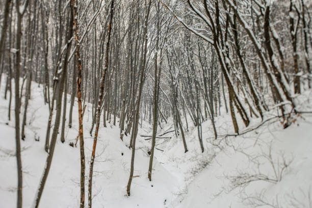 istock Centralized perspective of a beech forest in winter, shot with tilt-shift lens, creating depth of field (DOF) effect 1463368924