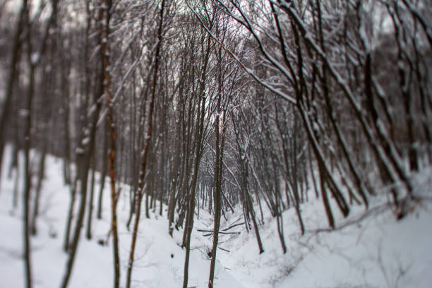 The frosty trees, covered in a blanket of white, contrast beautifully against the clear blue sky, creating a serene winter landscape. This picture was captured with an eye for detail, highlighting the beauty of the winter environment. Perfect for use in advertisements, blog posts, and more, this image is sure to bring a touch of elegance to any project.
