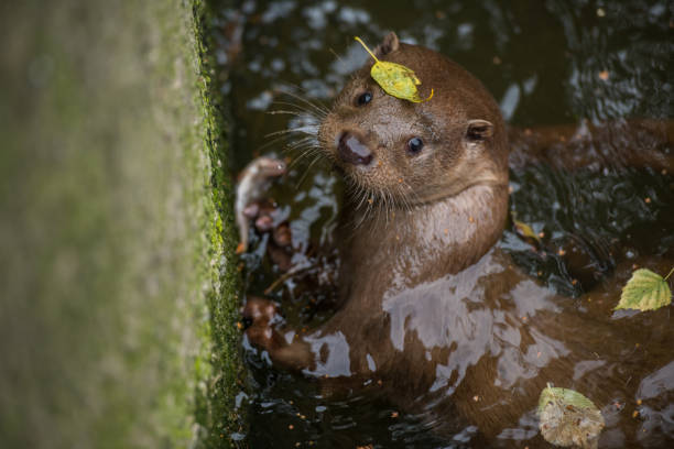 Shallow focus shot of an otter swimming in the pond in its enclosure in the zoo A shallow focus shot of an otter swimming in the pond in its enclosure in the zoo lontra longicaudis stock pictures, royalty-free photos & images