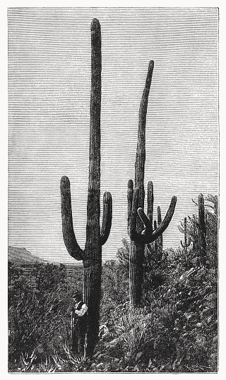 The Saguaro (Carnegiea gigantea) - a tree-like cactus species in the monotypic genus Carnegiea that can grow to be over 12 meters (40 feet) tall. It is native to the Sonoran Desert in Arizona, the Mexican state of Sonora, and the Whipple Mountains and Imperial County areas of California. The saguaro blossom is the state wildflower of Arizona. Wood engraving, published in 1899.