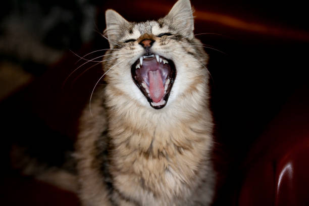 istock European domestic cat. 1463369172