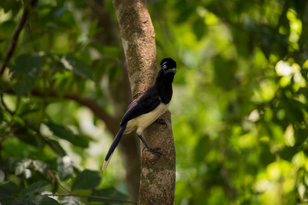 istock Shallow focus shot of a plush-crested jay bird perched on a tree branch on a sunny day 1463369176