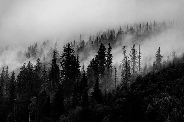 istock Grayscale view of a green leaved dense forest covered with fog 1463369214