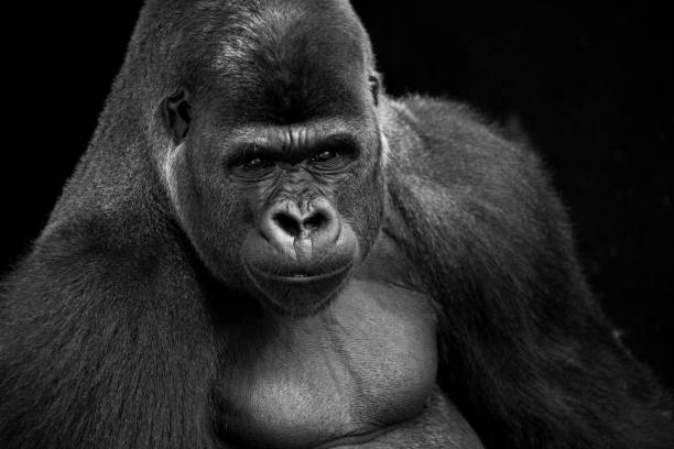 istock Close-up shot of a silverback gorilla isolated on a black background 1463369261