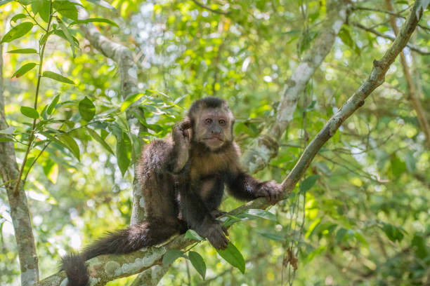 istock Cute black capuchin (Sapajus nigritus) sitting on a branch 1463369306