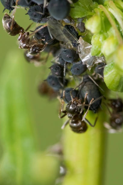 istock Vertical close-up of aphid insects on green leaves 1463369329