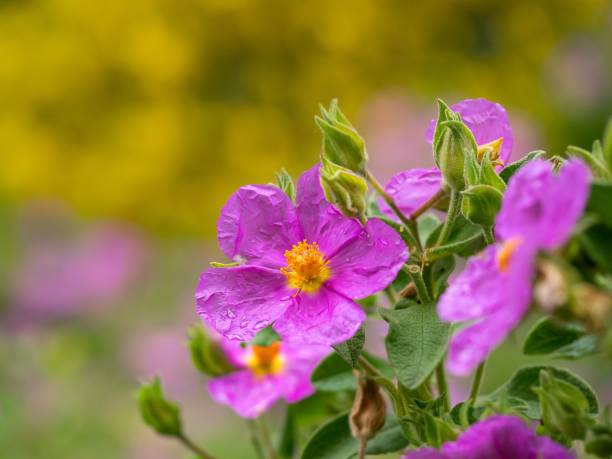 istock Selective focus of a purple cistus plant with copy space 1463369334