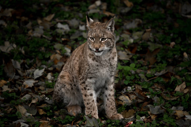 istock Lynx sitting on the shady grass and looking ironically 1463369362