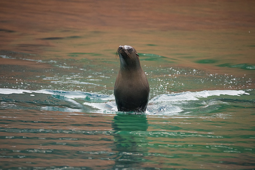 The Steller sea lion (Eumetopias jubatus) also known as the northern sea lion and Steller's sea lion, is a threatened species of sea lion in the northern PacificThe largest of the eared seals (Otariidae). Prince William Sound, Alaska. Swimming.