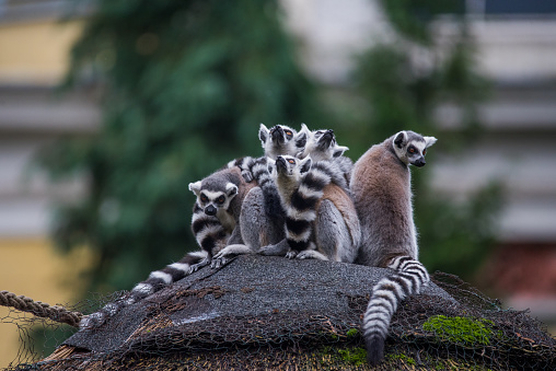 A group of ring-tailed lemurs on a rock