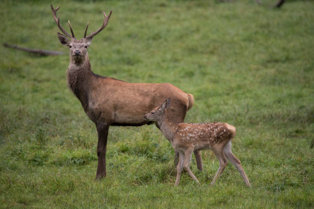 istock Selective of a red deer (Cervus elaphus) in a field 1463370347