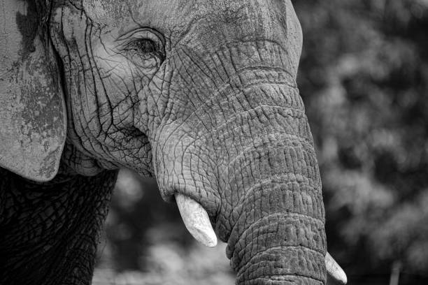 istock Grayscale monochrome close up shot of an elephant 1463370366