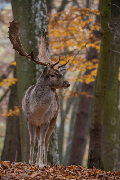 istock Selective of a red deer (Cervus elaphus) in a field 1463370376
