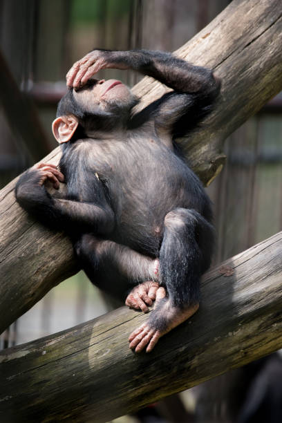 Little chimp copying the human visitors emotions like a model