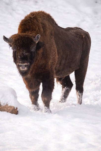 istock Vertical shot of a bison running on the snow 1463370443
