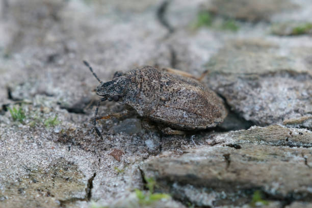 istock Closeup on a small and rather rare ground dwelling shieldbug, Podops inuncta 1463370515
