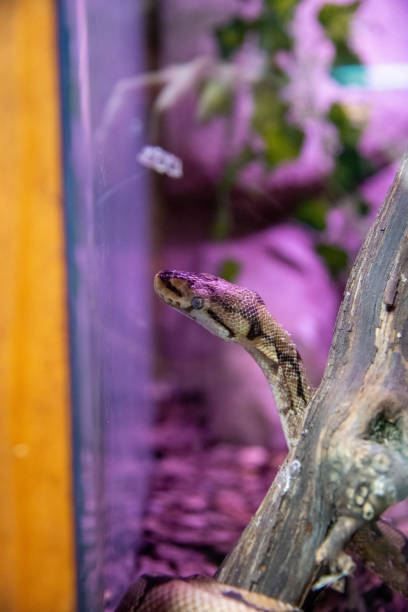 istock Vertical shot of a python snake inside a glass tank against a purple light background 1463370866