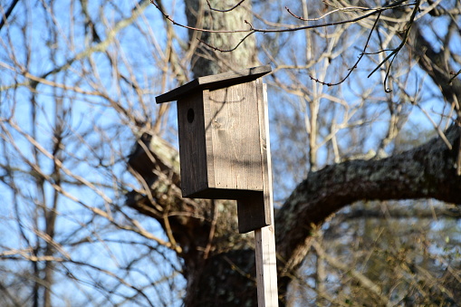 A close-up shot of a birdhouse in the park with blue spring sky