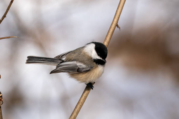 istock Closeup of the willow tit, Poecile montanus. 1463370942