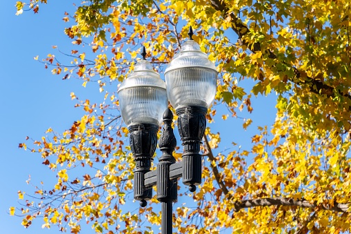 A closeup of street lights on yellow leaves tree background on a sunny day