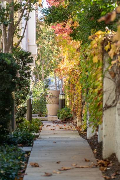 istock Vertical shot of an empty path surrounded by autumn trees 1463372083