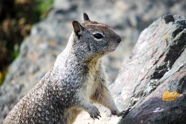 istock Closeup of a funny rock squirrel 1463372115